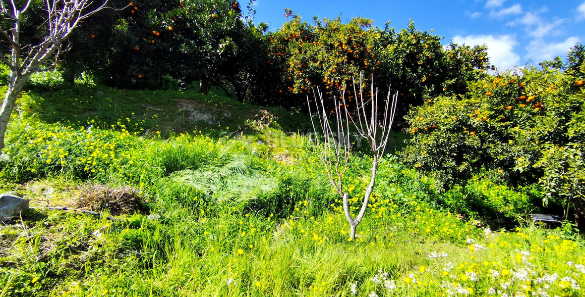 Protected land with orchard for sale in Dierona, Limassol
