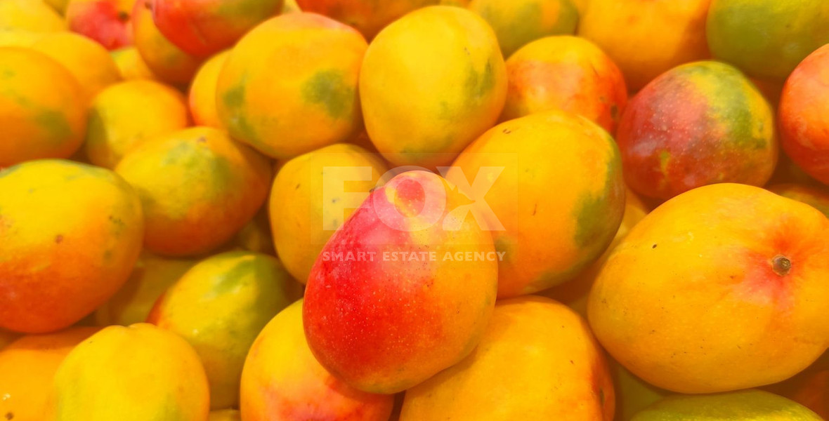 Protected land with orchard for sale in Dierona, Limassol