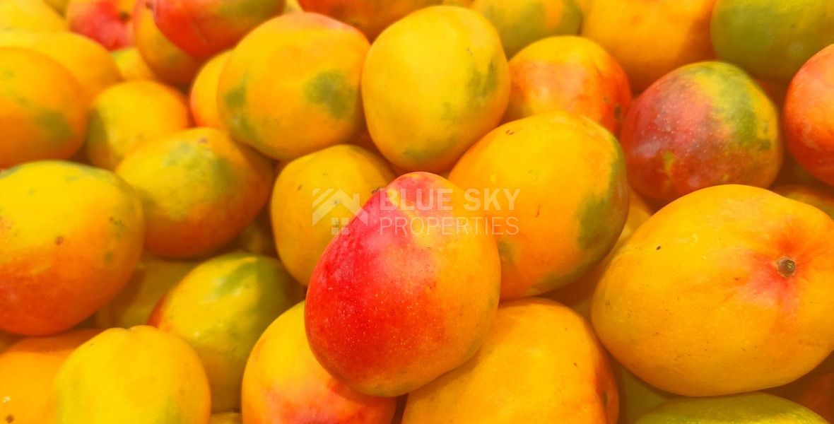 Protected land with orchard for sale in Dierona, Limassol