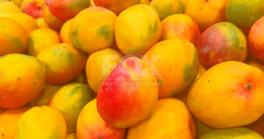 Protected land with orchard for sale in Dierona, Limassol