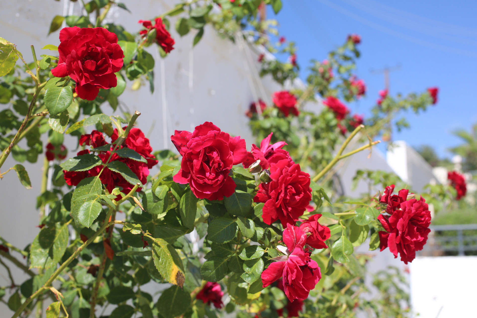 Appartement 3 chambres 209 m² Stroumpi, Chypre