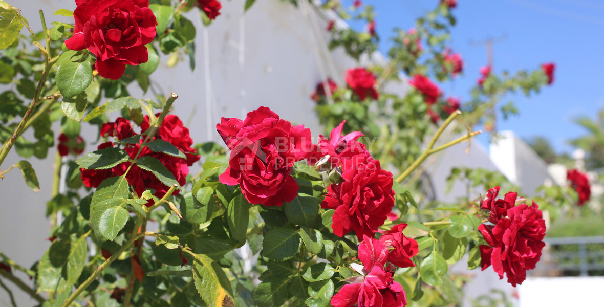 Exclusive Listing - For sale a three bedroom stunning house in Stroumbi , Paphos