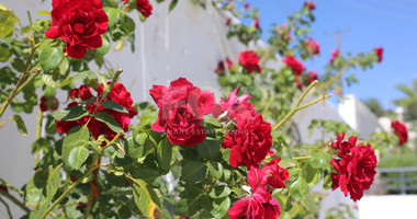 Exclusive Listing - For sale a three bedroom stunning house in Stroumbi , Paphos