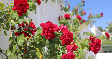 Exclusive Listing - For sale a three bedroom stunning house in Stroumbi , Paphos