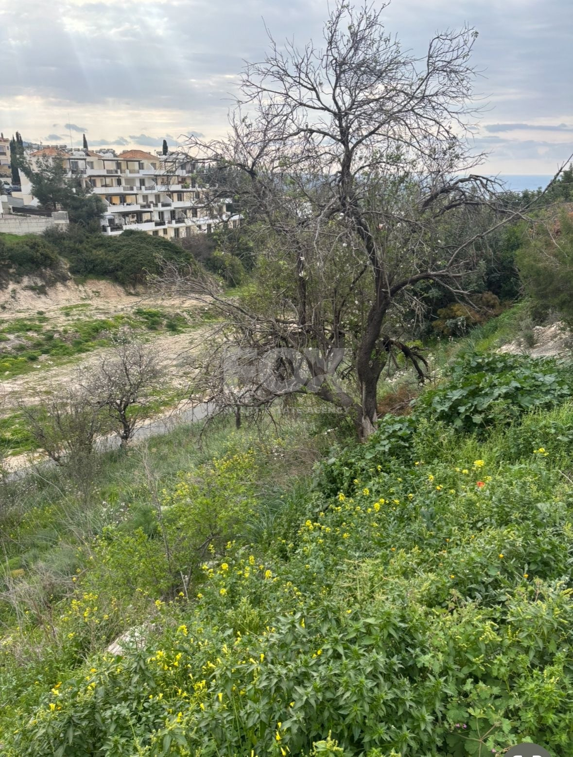 Large Land for Sale in Pegeia – Prime Location for Home or Investment