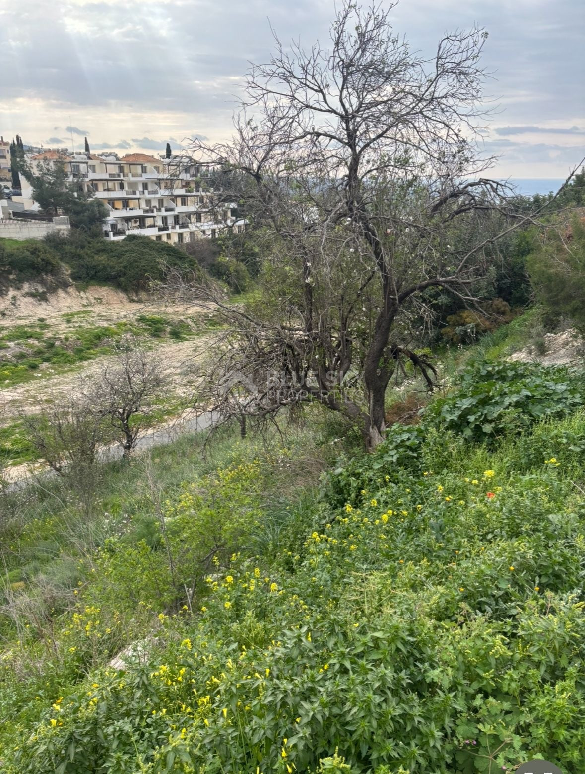 Large Land for Sale in Pegeia – Prime Location for Home or Investment