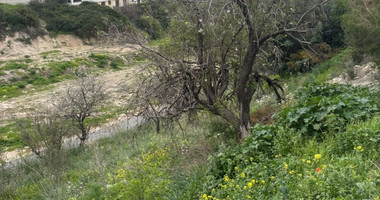 Large Land for Sale in Pegeia – Prime Location for Home or Investment