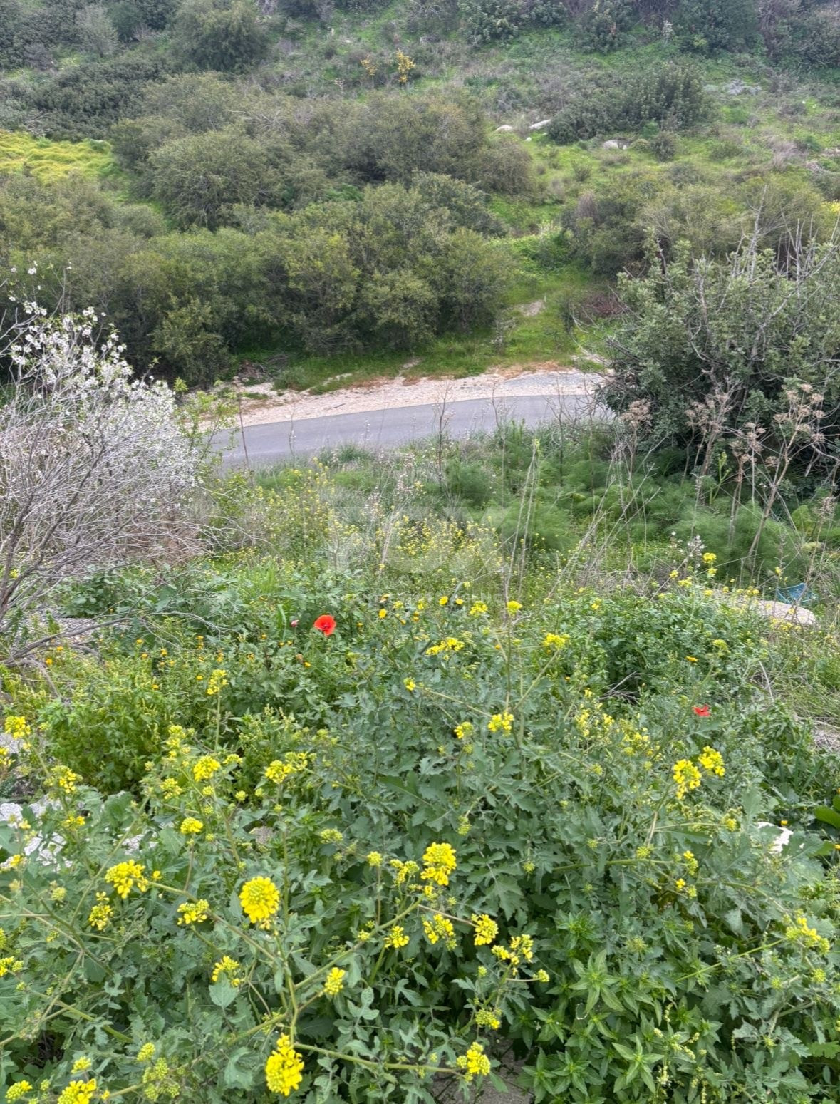 Large Land for Sale in Pegeia – Prime Location for Home or Investment