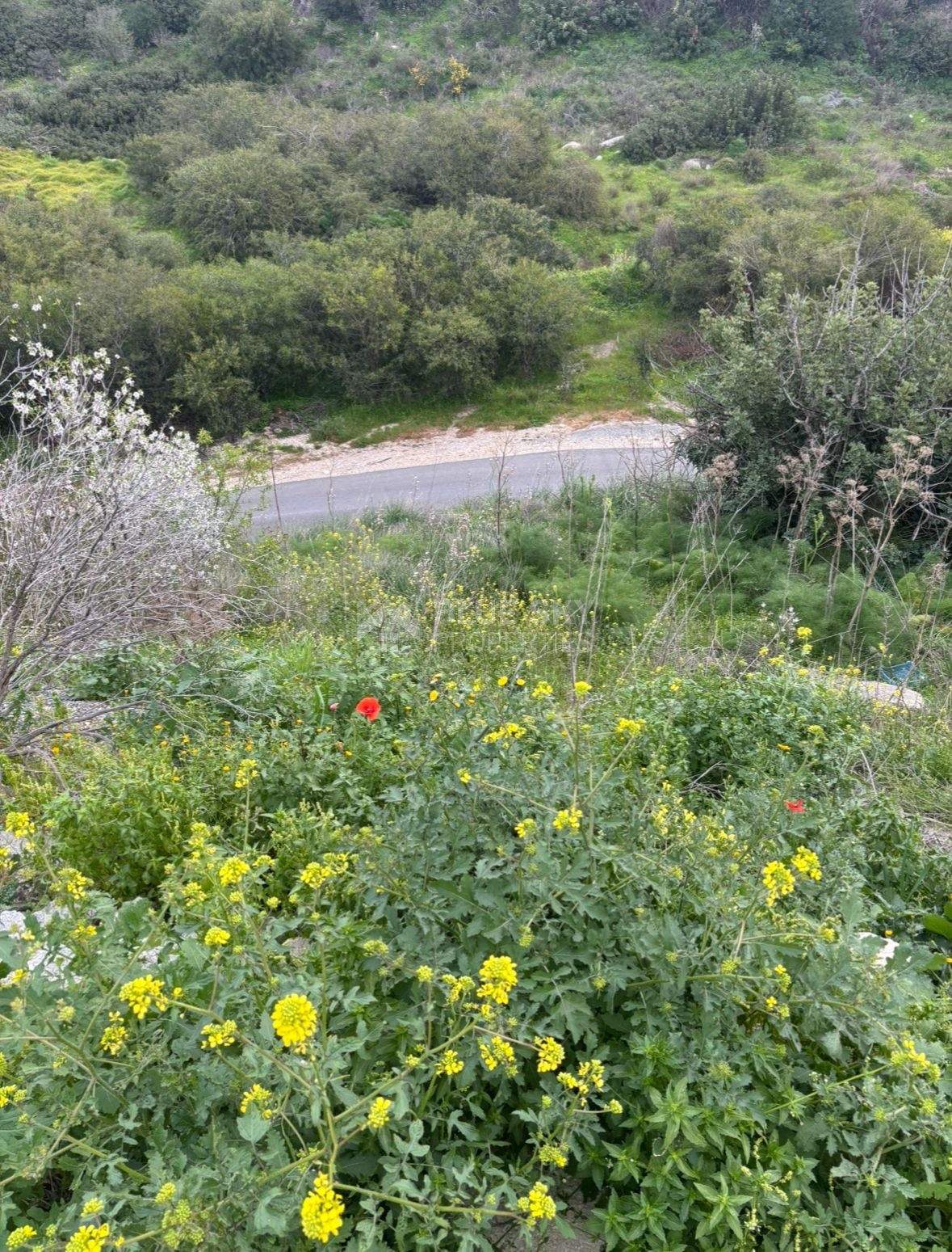 Large Land for Sale in Pegeia – Prime Location for Home or Investment