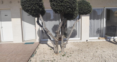 Modern Fully Furnished Ground Floor Apartment  for rent in Zakaki