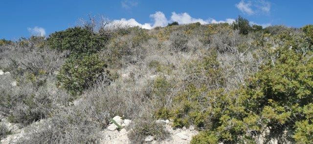 Agricultural Land for Sale in Pyrgos – G3 Zone