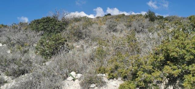 Agricultural Land for Sale in Pyrgos – G3 Zone