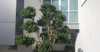 3 Bed House For Sale In Episkopi Lemesou Limassol Cyprus