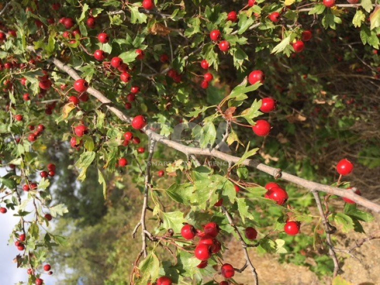 Land For Sale In Mandria Lemesou Limassol Cyprus
