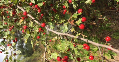 Land For Sale In Mandria Lemesou Limassol Cyprus