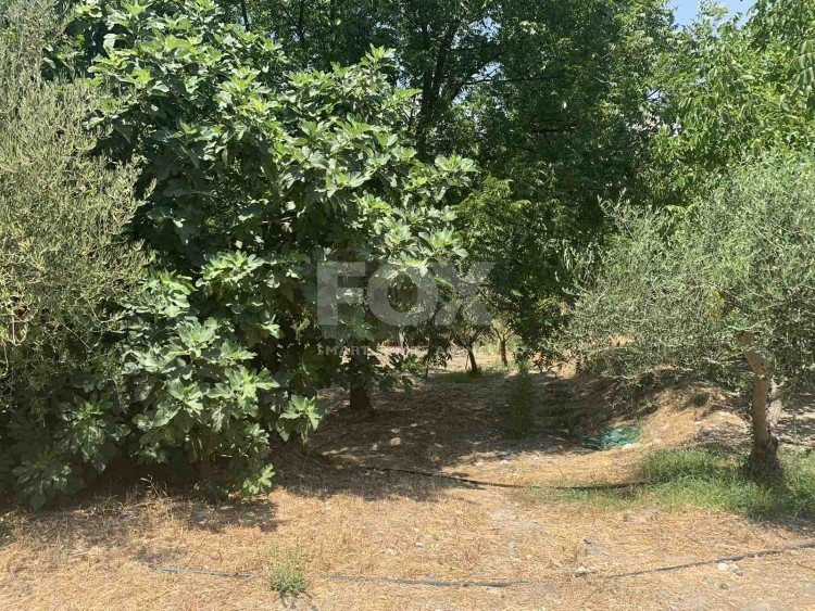 Land with Old Olive Mill Building For Sale In Gerasa Limassol