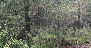 Plot For Sale In Kato Platres Limassol Cyprus