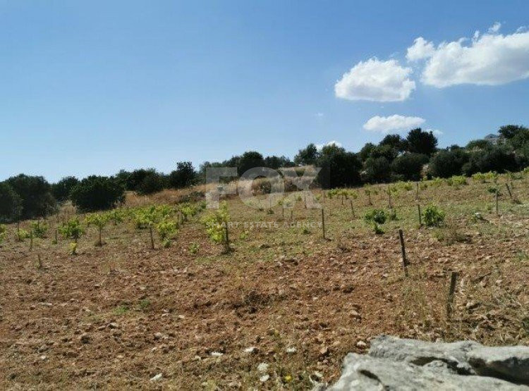 Land For Sale In Pachna Limassol Cyprus