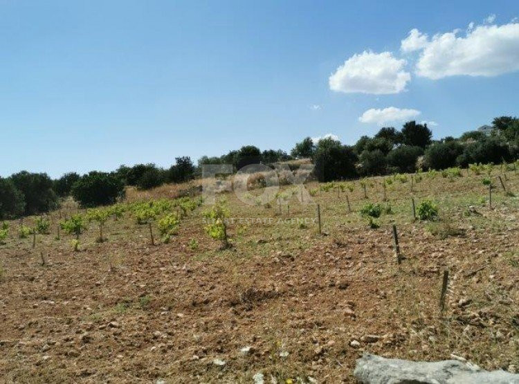 Land For Sale In Pachna Limassol Cyprus