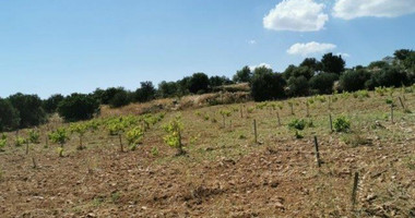Land For Sale In Pachna Limassol Cyprus