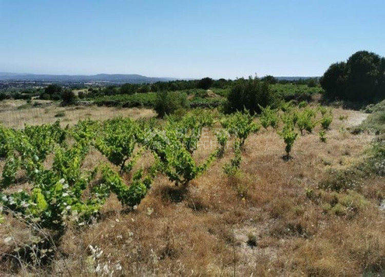 Land For Sale In Pachna Limassol Cyprus
