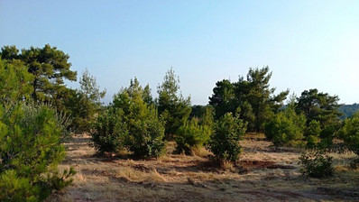 Land For Sale In Souni Zanakia Limassol Cyprus
