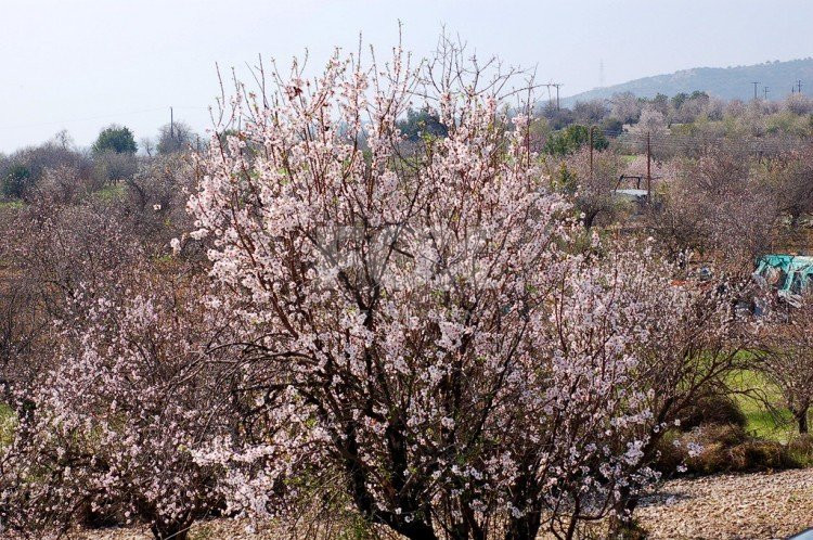 Land For Sale In Agios Mamas Limassol Cyprus