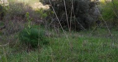 Land For Sale In Letymvou Paphos Cyprus