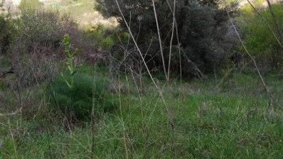 Land For Sale In Letymvou Paphos Cyprus