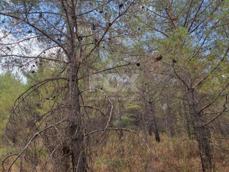 Land For Sale In Pano Platres Limassol Cyprus