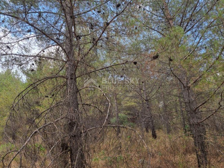 Land For Sale In Pano Platres Limassol Cyprus