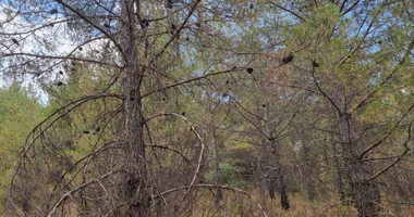 Land For Sale In Pano Platres Limassol Cyprus