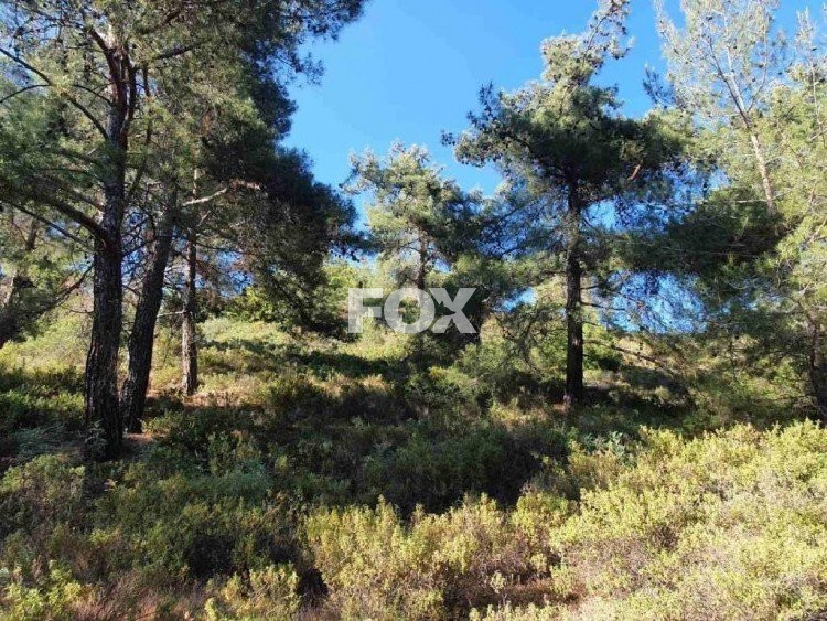 Plot of land for sale 16389 m² in Pera Pedi, Limassol, Cyprus