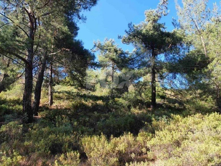 Land For Sale In Pera Pedi Limassol Cyprus