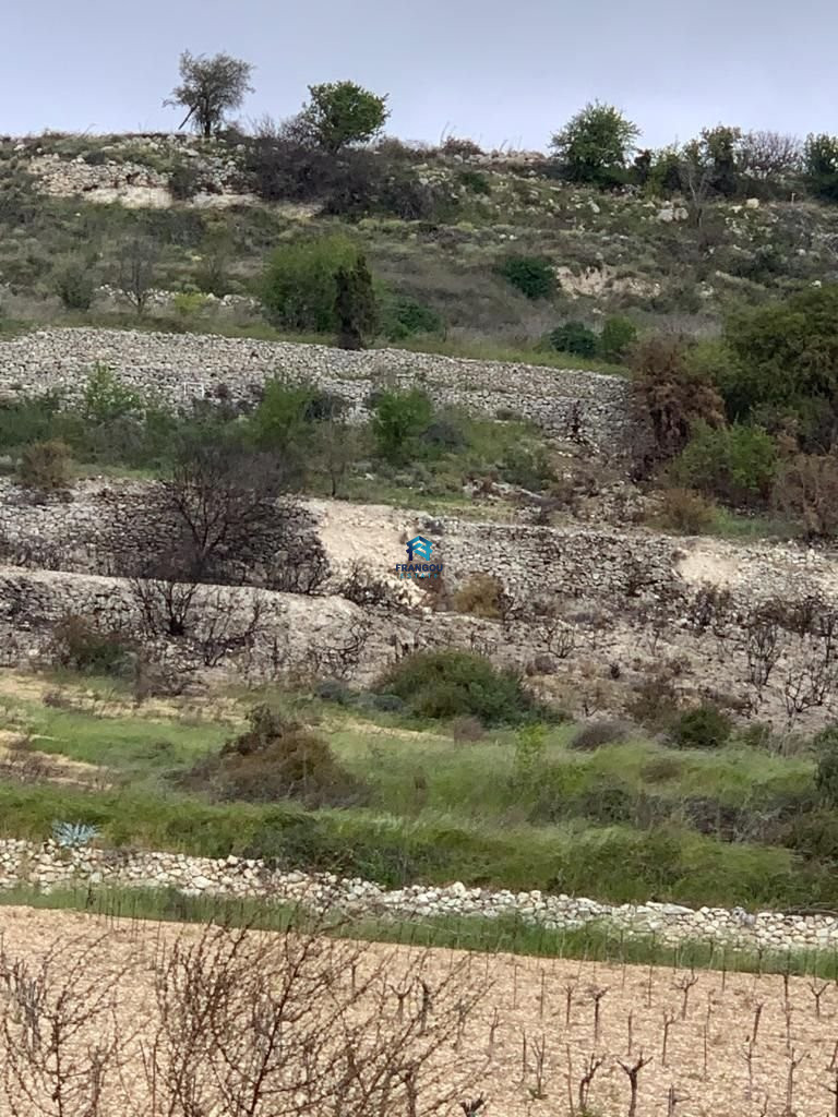 Field in Cyprus