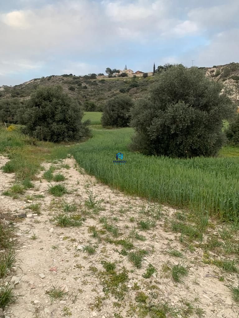Field in limassol