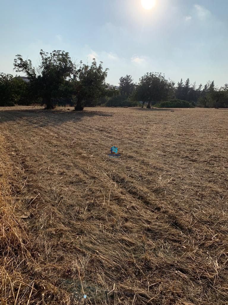 Field in LIMASSOL