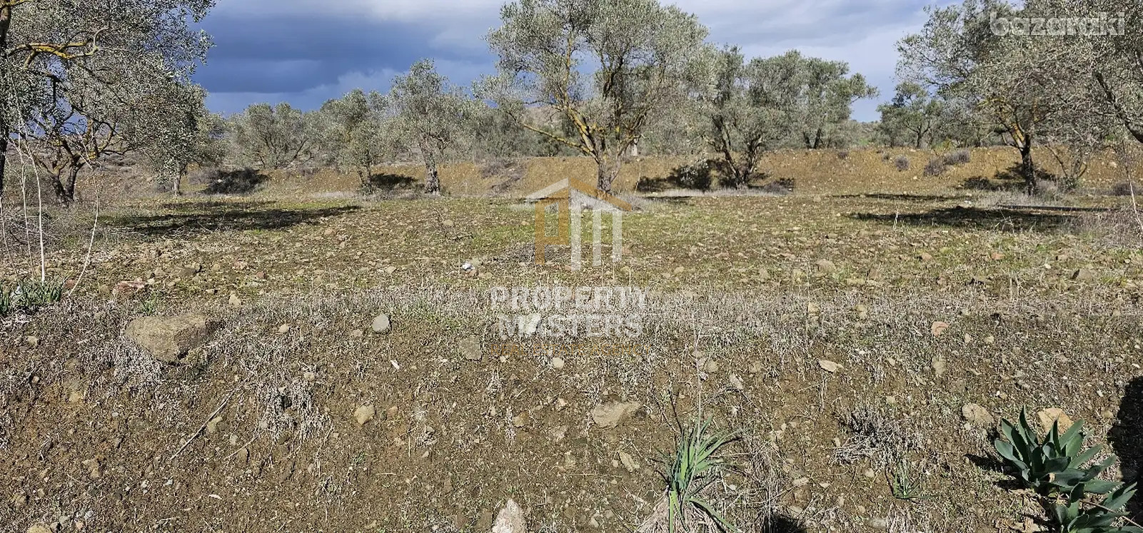 Field in Alampra photo 3